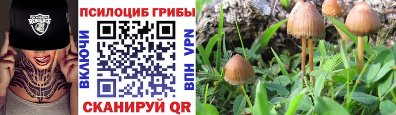 Галлюциногенные грибы Magic Shrooms  маркетплейс наркотические препараты  Алексин 